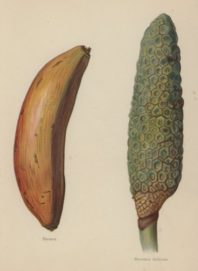 Banana, Monstera deliciosa by English School